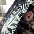Zebrakopf und rosa Rose auf dem Dekokissen in Nahaufnahme